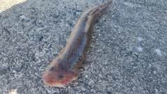 エソの釣果