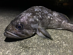 クロソイの釣果