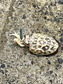 コウイカの釣果