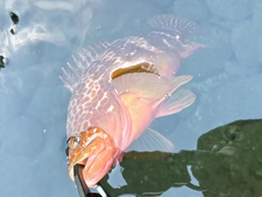 アコウの釣果