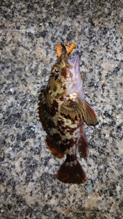 カサゴの釣果