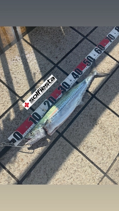 サゴシの釣果