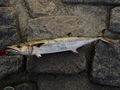 サワラの釣果