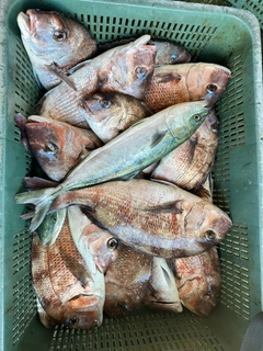 マダイの釣果