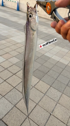 タチウオの釣果