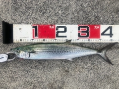 サゴシの釣果