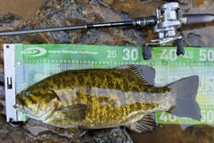 スモールマウスバスの釣果