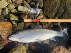ニジマスの釣果