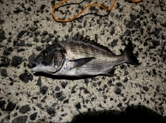 クロダイの釣果