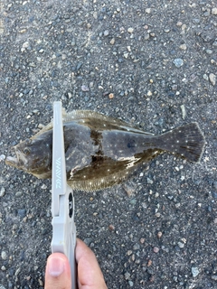 ソゲの釣果
