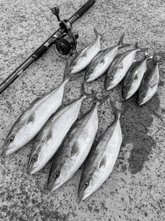 フクラギの釣果