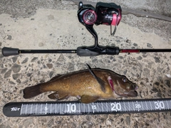 ガヤの釣果