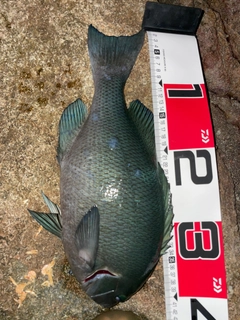グレの釣果