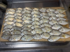 ヒイラギの釣果
