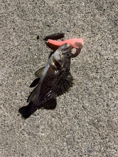 クロソイの釣果