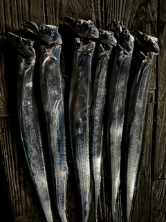 タチウオの釣果