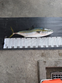 ブリの釣果