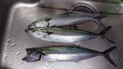 サゴシの釣果