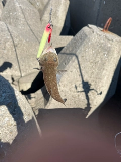 エソの釣果