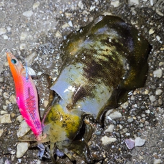 アオリイカの釣果