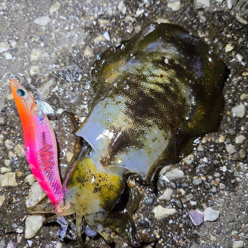 関東地方で釣れたイカ - アングラーズ | 釣果600万件の魚釣り情報サイト