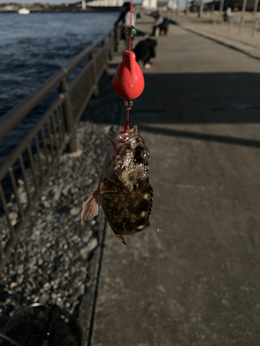 ガシラの釣果