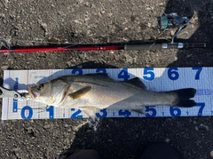 シーバスの釣果