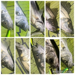 シーバスの釣果