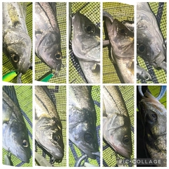 シーバスの釣果