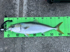 メジロの釣果