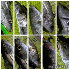 シーバスの釣果