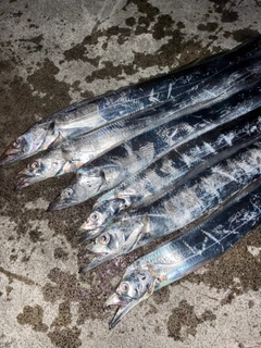 タチウオの釣果