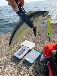 シイラの釣果