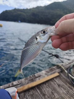 チャリコの釣果