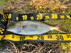 ショゴの釣果