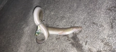 ウナギの釣果