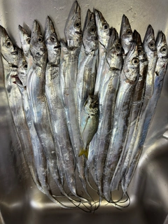 タチウオの釣果