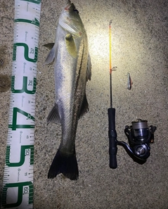 シーバスの釣果