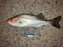 セイゴ（マルスズキ）の釣果
