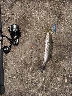 マルスズキの釣果