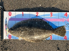 ヒラメの釣果