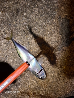 サバの釣果