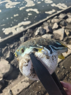 シマフグの釣果