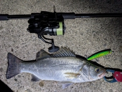 セイゴ（ヒラスズキ）の釣果