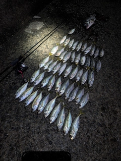 アジの釣果