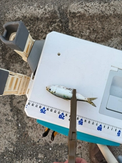 サッパの釣果