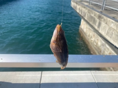 ベラの釣果