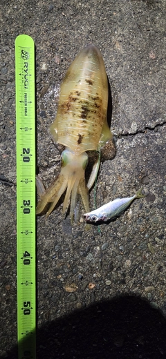 アオリイカの釣果