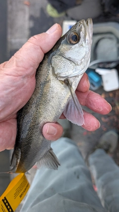 セイゴ（タイリクスズキ）の釣果