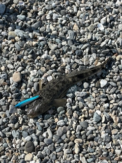 マゴチの釣果
